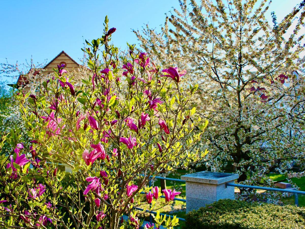 Pension Kurhausblick Bad Suderode Bagian luar foto